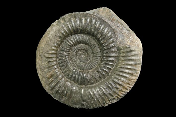 Ammonite (Dactylioceras) Fossil - England #174269